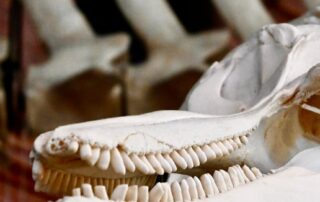 concerns-for-future-of-marine-research-in-sa-aired-as-whale-watching-season-begins