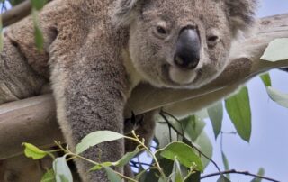 jackson-has-done-more-than-70-koala-surveys-over-three-years.-he’s-only-found-five-koalas