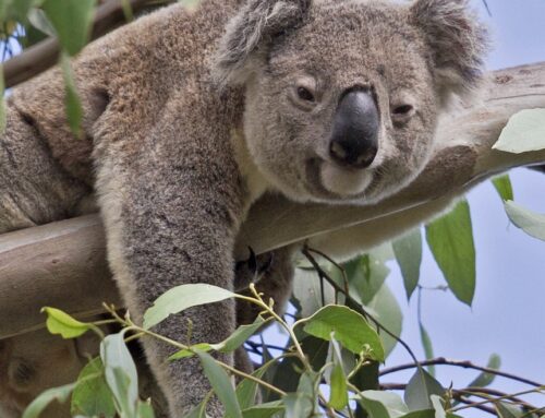 Jackson has done more than 70 koala surveys over three years. He’s only found five koalas