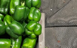 supply-down,-costs-soar-for-fruit-and-veggies-as-growers-battle-fruit-fly-measures