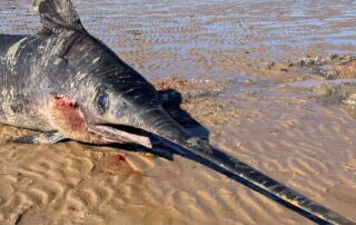 ‘very-rare’:-man-out-walking-his-dogs-on-sa-beach-stumbles-across-creature-of-the-deep