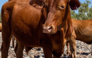 expert-says-‘cultural-gap’-between-victims-and-courts-leaving-rural-crime-underreported