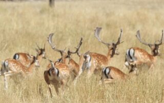 deer-hunters-raise-animal-cruelty-concerns-after-filming-wounded-fawn