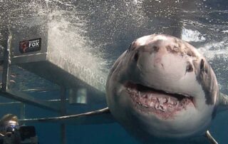 as-mitigation-programs-ramp-up-elsewhere,-this-shark-attack-hotspot-still-goes-without