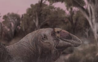 think-regular-geese-are-scary?-meet-australia’s-230kg-‘giga-goose’