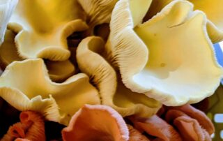 as-late-fungi-season-blooms-in-mushroom-‘paradise’,-foragers-are-urged-to-be-wary