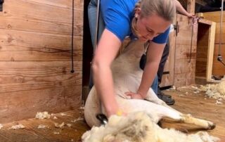 from-shearing-to-teaching-the-nutbush,-young-aussies-shine-as-sheep-skills-tested-in-france