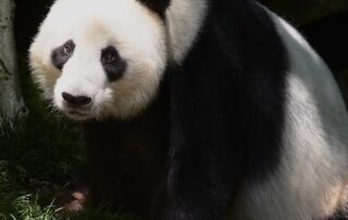 australia-set-to-become-home-to-two-new-giant-pandas,-chinese-premier-announces