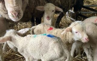 farmer-shocked-after-‘amazing’-merino-ewe-gives-birth-to-six-lambs