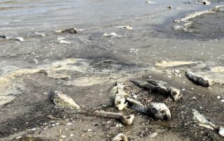 coorong-fishers-call-for-action-over-ailing-south-lagoon-in-largest-fish-kill-in-40-years