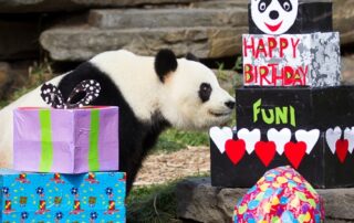 australia’s-pandas-may-not-have-mated,-but-have-enjoyed-a-love-affair-with-the-public