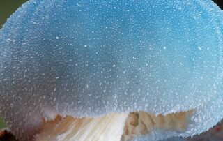 australia’s-fungi-fanatics-are-filling-in-the-gaps-left-by-scientists