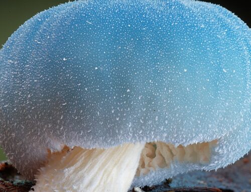 Australia’s fungi fanatics are filling in the gaps left by scientists