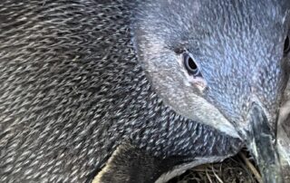 some-of-australia’s-best-known-little-penguin-colonies-are-in-sharp-decline,-survey-reveals