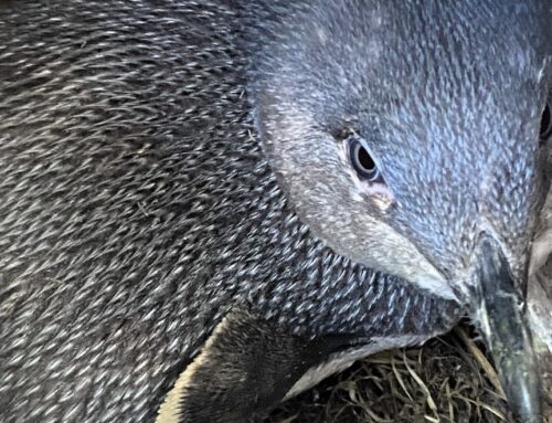 Some of Australia’s best-known little penguin colonies are in sharp decline, survey reveals