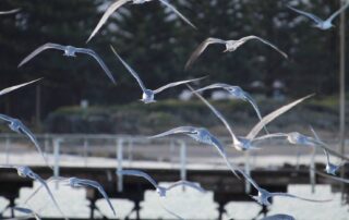 delight-as-changing-weather-patterns-bring-rarely-seen-birds-to-south-australia’s-shores