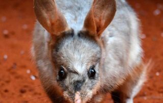 bilby-dna-blueprint-may-help-save-iconic-australian-animal-from-extinction