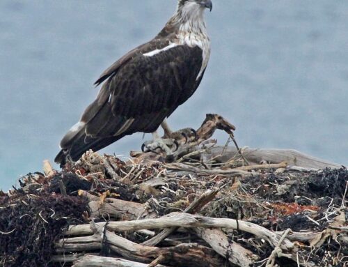 Helicopters, oyster boats, and barges called in to save rare raptors from extinction