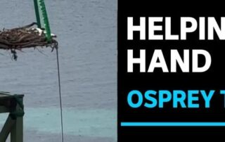 artificial-platforms-offer-safe-breeding-environments-for-endangered-eastern-osprey