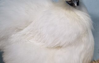 mass-cancellations-for-poultry-exhibitions-as-sa-works-to-keep-bird-flu-out-of-state