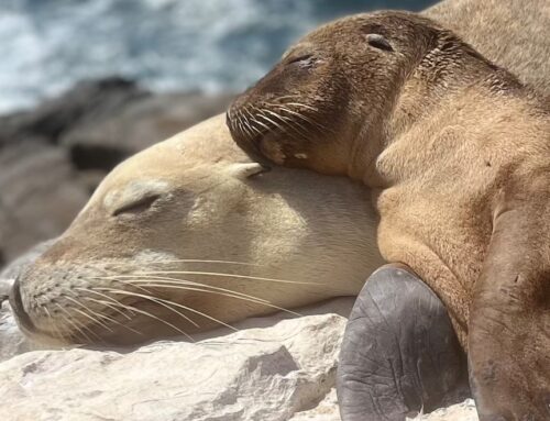They’re top-tier marine predators, so why are our endangered sea lions in a fight for survival?