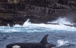 famous-orca-split-fin-excites-south-coast-residents-by-returning-with-new-family-member