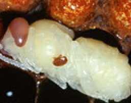 varroa-destructor-mites-have-infested-honey-bee-hives-across-nsw.-no-state-wants-to-be-next