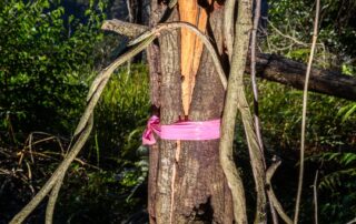 ‘money-always-wins’:-inside-sydney’s-underground-tree-killing-industry