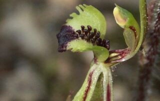 how-australia’s-fragile-native-orchids-could-be-evolving-themselves-towards-extinction