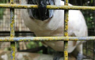 inside-the-battle-to-stop-the-$450-billion-crime-industry-targeting-australia’s-wildlife