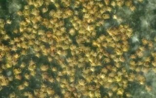 mass-numbers-of-spider-crabs-spotted-in-sa’s-eyre-peninsula