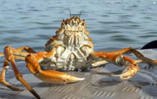 ‘sight-to-behold’:-giant-spider-crabs-gathering-in-sa-baffles-locals-and-experts