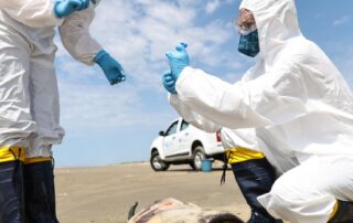 bird-flu-strain-behind-global-animal-pandemic-closes-in-on-australian-shores
