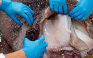 ‘exceptionally-rare’-octopus-squid-dissected-by-researchers-at-sa-university