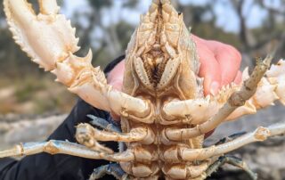 once-extinct-murray-crayfish-on-track-to-‘thrive-again’-in-sa’s-river-murray