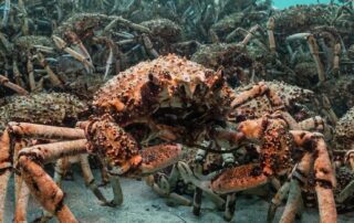 mystery,-fear,-solidarity:-an-annual-march-of-crabs-brings-questions-and-tension