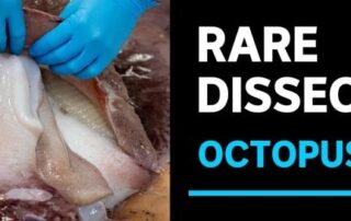 rare-octopus-squid-dissected-in-public-by-sa-university-researchers