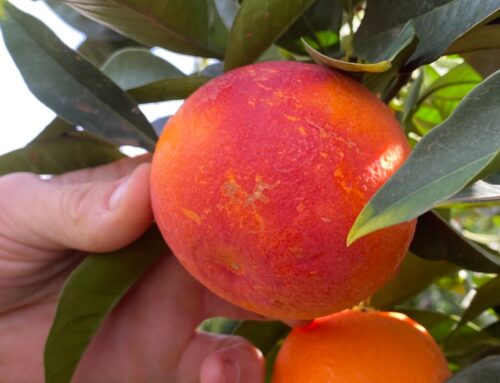 Bureau predicts warmer climate for the Riverland by 2050, which is not good news for oranges
