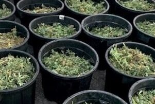 three-charged-after-police-seize-cannabis-worth-$1.5-million-in-hunter-valley-raid