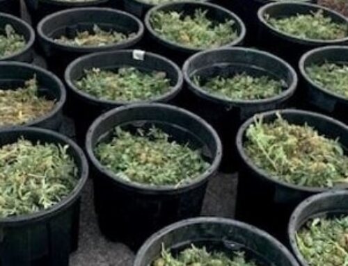 Three charged after police seize cannabis worth $1.5 million in Hunter Valley raid