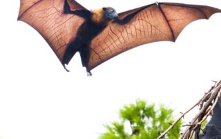 from-no-bats-to-50,000.-why-flying-foxes-are-moving-west-across-australia