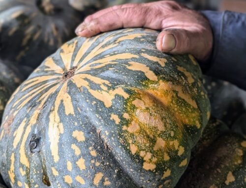 Pumpkins are a winter favourite, but you may pay more this season