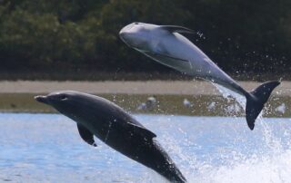 adelaide-dolphin-sanctuary-‘stabilised’-two-years-after-mysterious-deaths-rocked-population