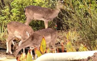 deer-gather-at-adelaide’s-doorstep-as-hunters-try-to-curb-growth