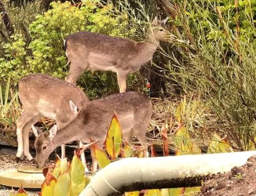 Deer gather at Adelaide’s doorstep as hunters try to curb growth