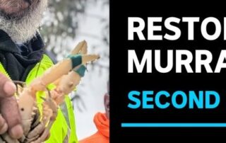 second-release-of-protected-murray-crayfish-into-sa-stretch-of-river-murray