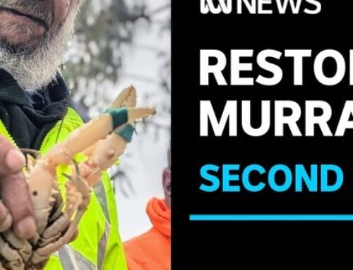 Second release of protected Murray crayfish into SA stretch of River Murray