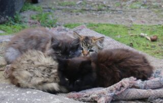 city-‘overrun’-by-abandoned-cats-to-lose-only-rspca-shelter