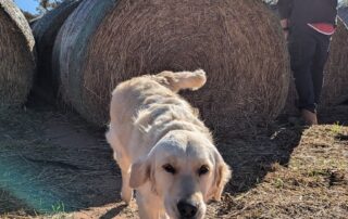 domesticated-dogs-seem-to-fit-snugly-into-human-lives,-but-are-we-harming-them?