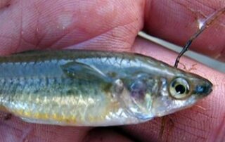 three-fish-from-same-outback-spring-among-13-species-added-to-australia’s-threatened-list